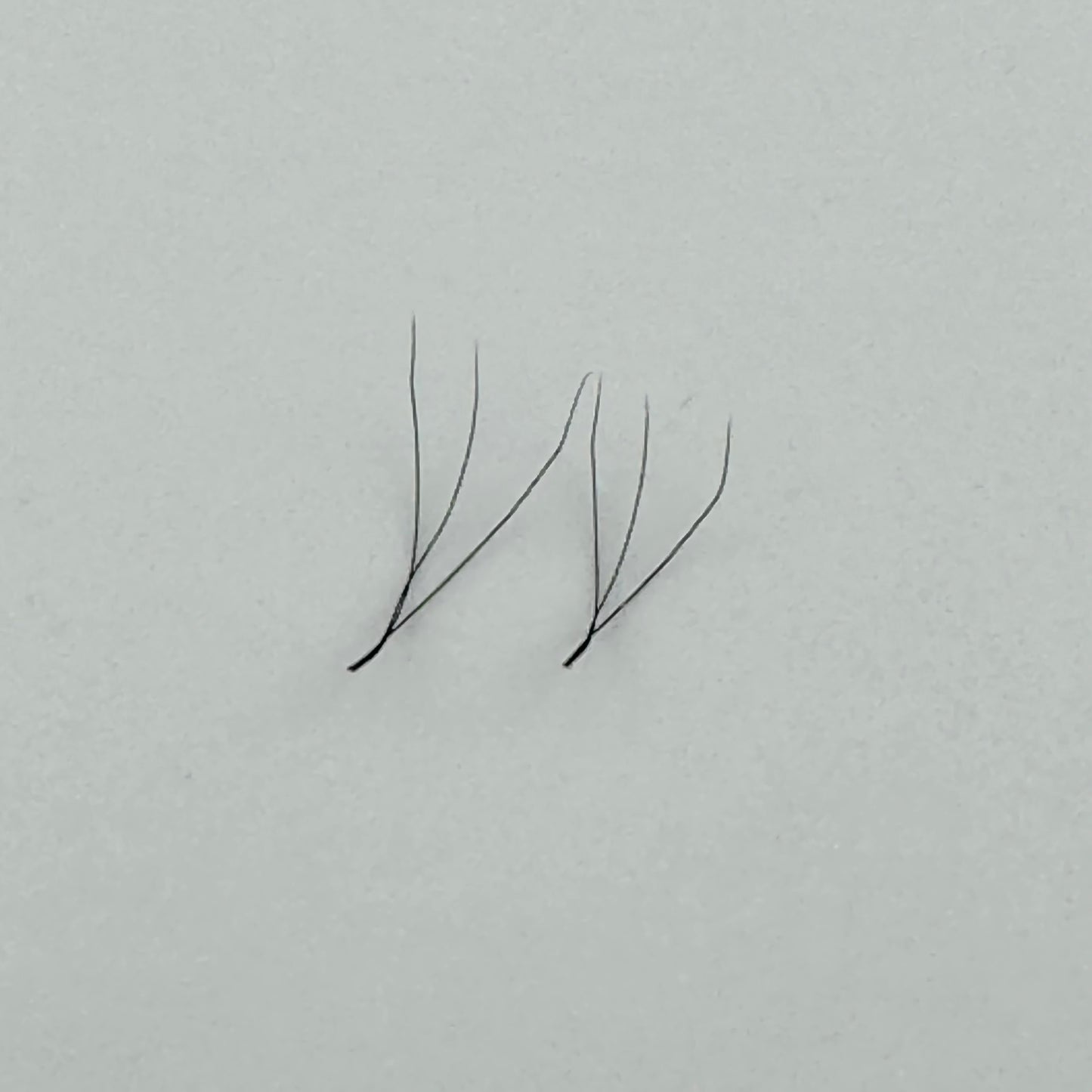 W 3d Lash Tray
